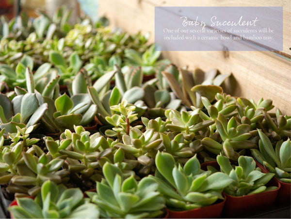 Succulent gift box - 3 ceramic pot – Tucculents