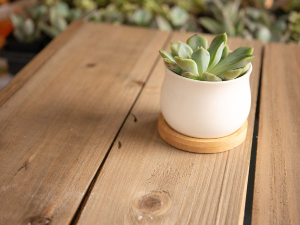 Fresh succulent from Thinking of You Succulent gift box in a ceramic pot with bamboo tray