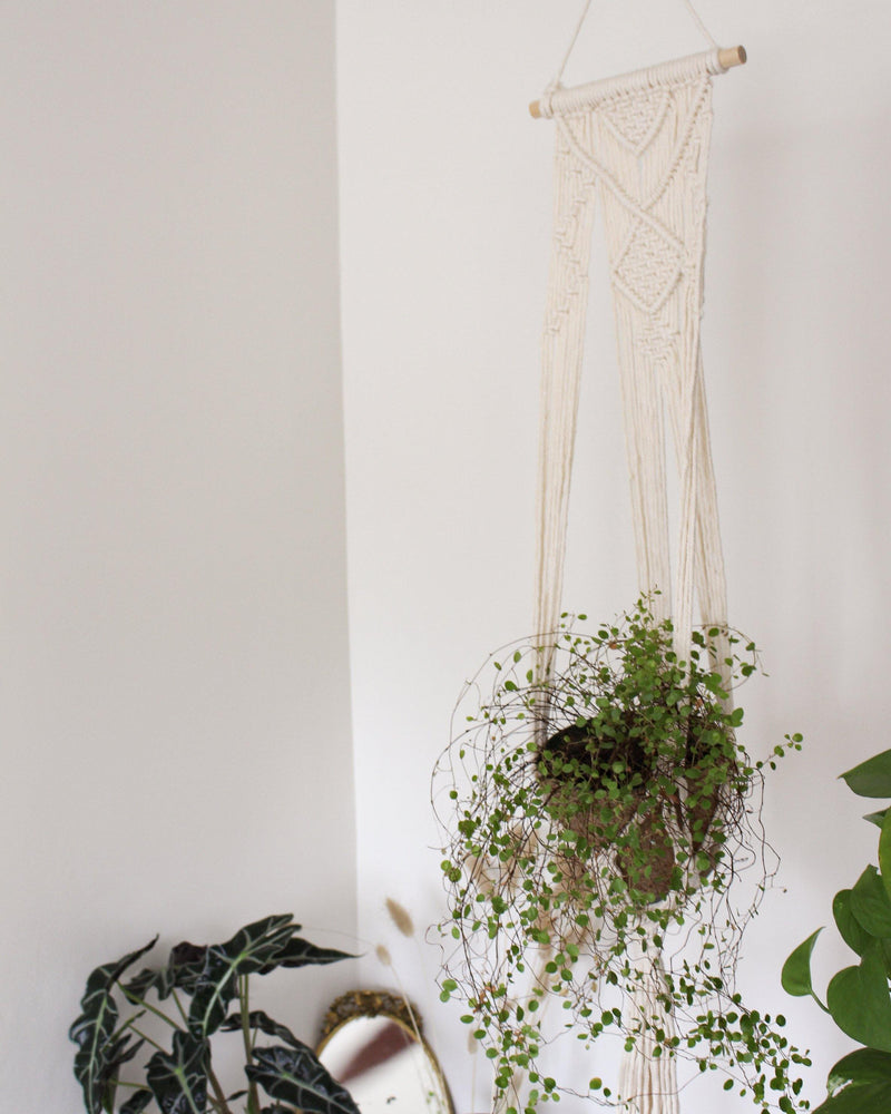 urban outfitters macrame plant hanger Calla Lily White Macrame Plant Hanger - Air Plant Holder