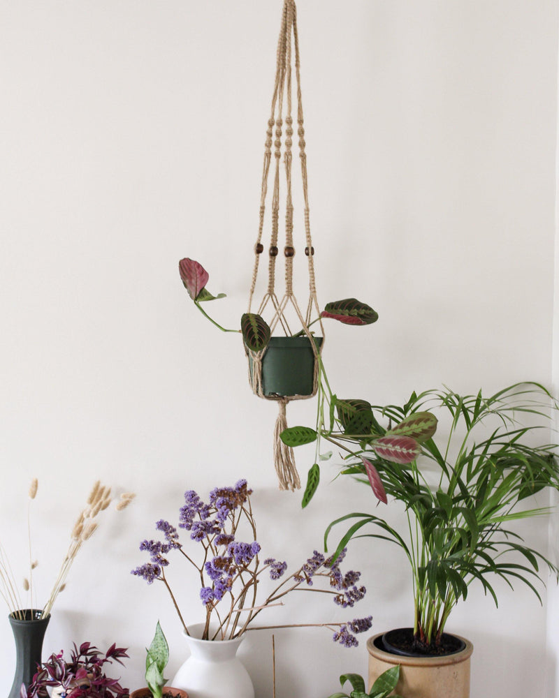 macrame plant hangers indoor Callisia Natural Macrame Plant Hanger - Air Plant Holder - Plant Hanger Indoor