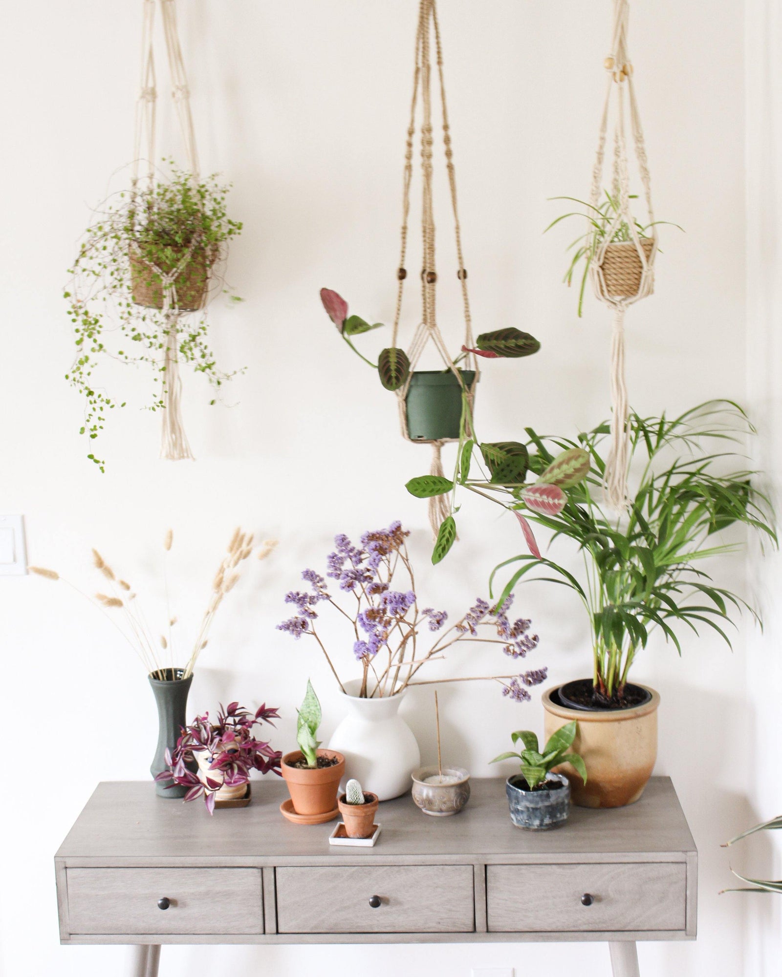 Calathea White Macrame Plant Hanger - Air Plant Holder - Plant Hanger Indoor