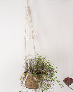 white hanging plant bracket Calathea White Macrame Plant Hanger - Air Plant Holder