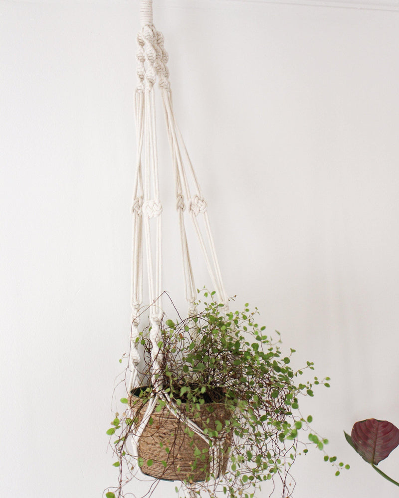 calathea hanging plant Calathea White Macrame Plant Hanger - Air Plant Holder
