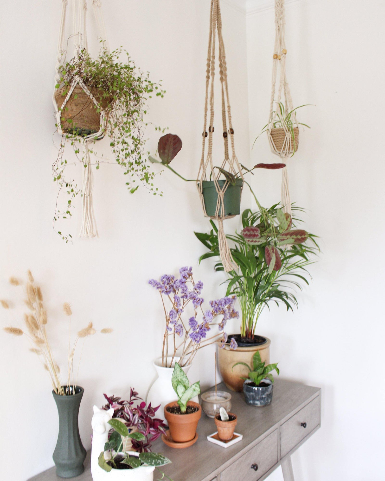 opalhouse macrame plant hanger Alocasia Beige Macrame Plant Hanger - Air Plant Holder