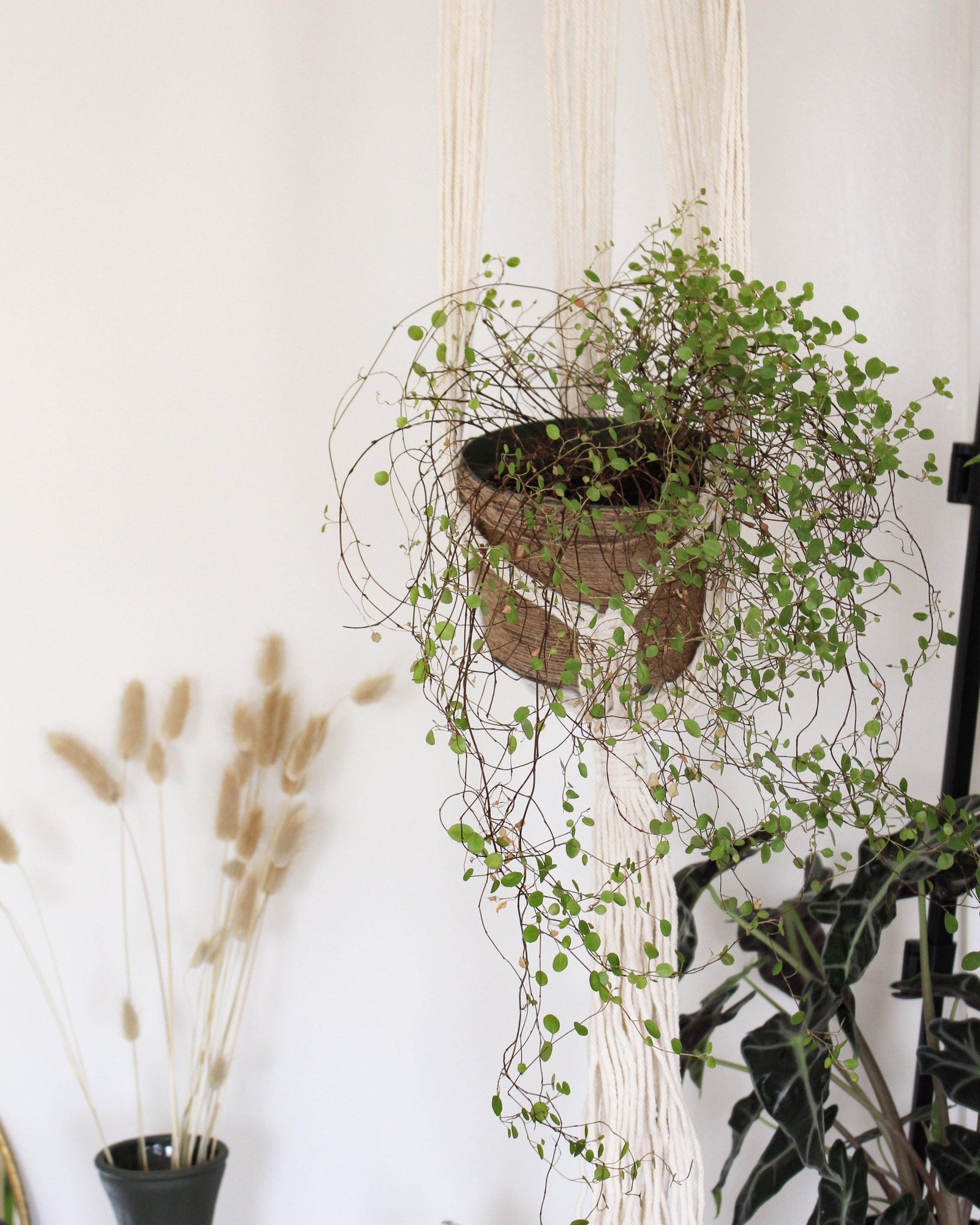 window hanger for plants Calla Lily White Macrame Plant Hanger - Air Plant Holder - Plant Hanger Indoor