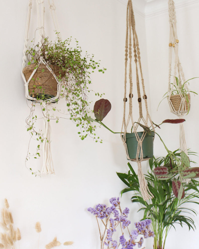 branch plant hanger Alocasia Beige Macrame Plant Hanger - Air Plant Holder